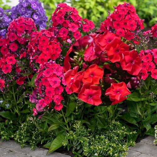 Phlox paniculata 'Flame Red' - Aed-leeklill 'Flame Red' P9/0,55L    